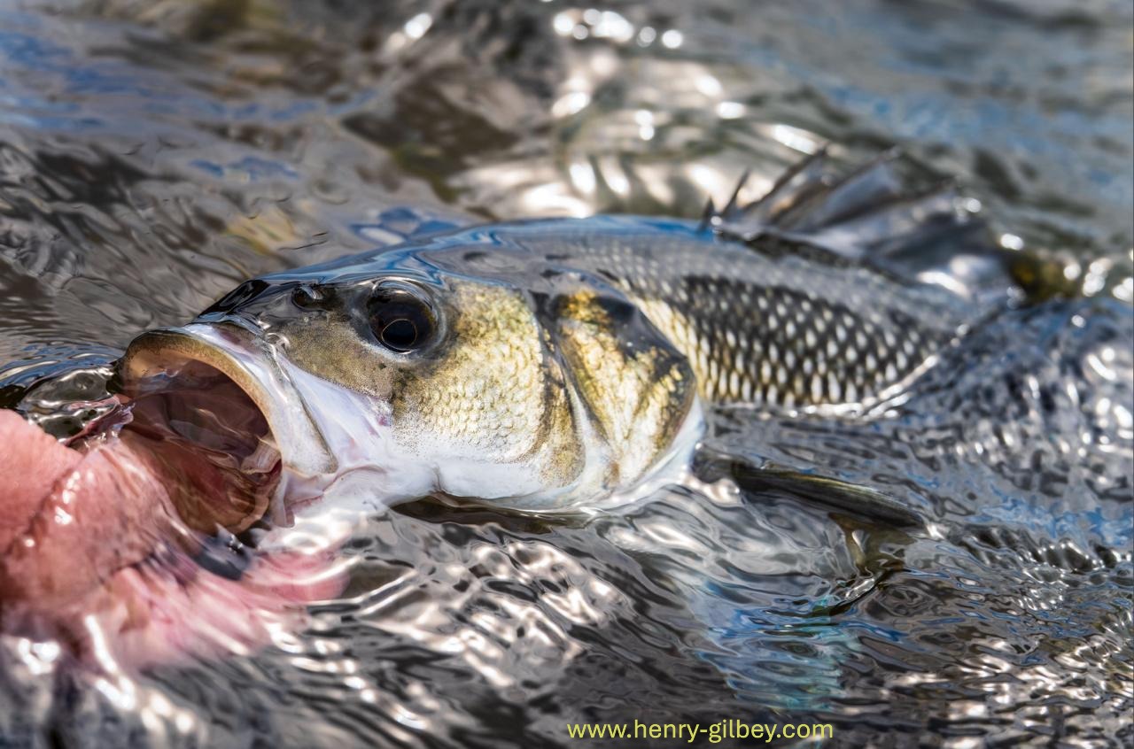 Bass Angling Conservation has responded to the EU Consultation on Fishing Opportunities for 2027
